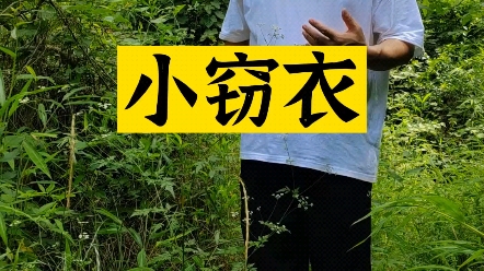 小窃衣名字由来故事哔哩哔哩bilibili