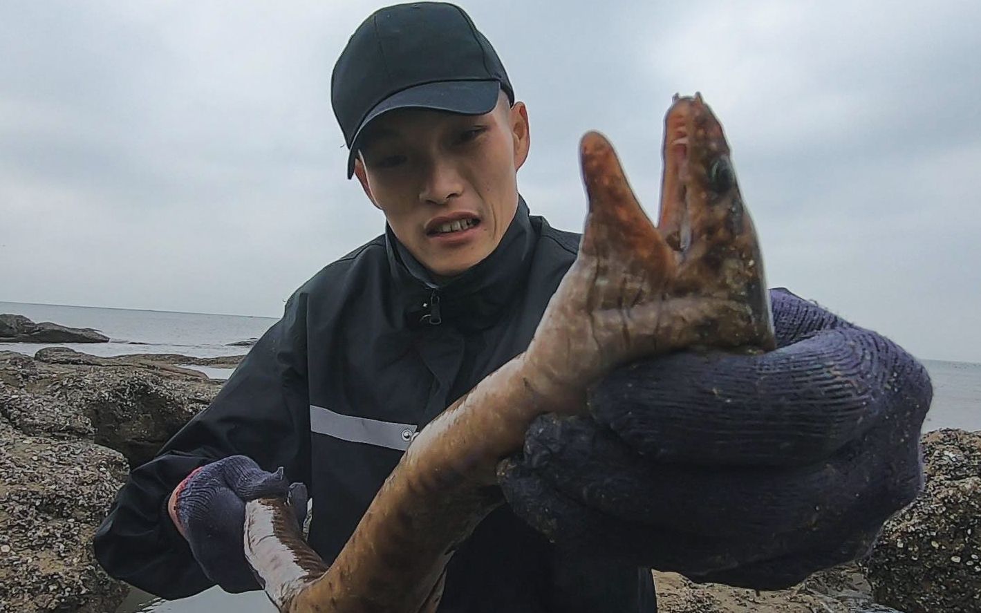 小川赶海胆子太大了,手臂长的凶猛海货徒手抓,被咬上一口不得了