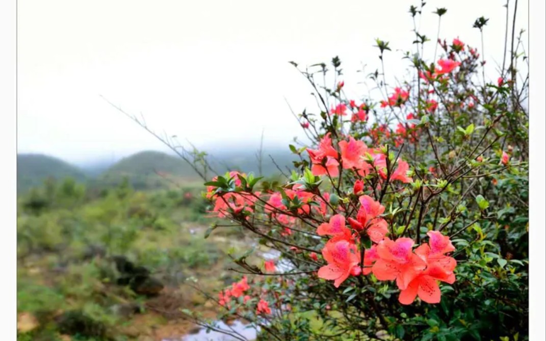 心上人像达玛花