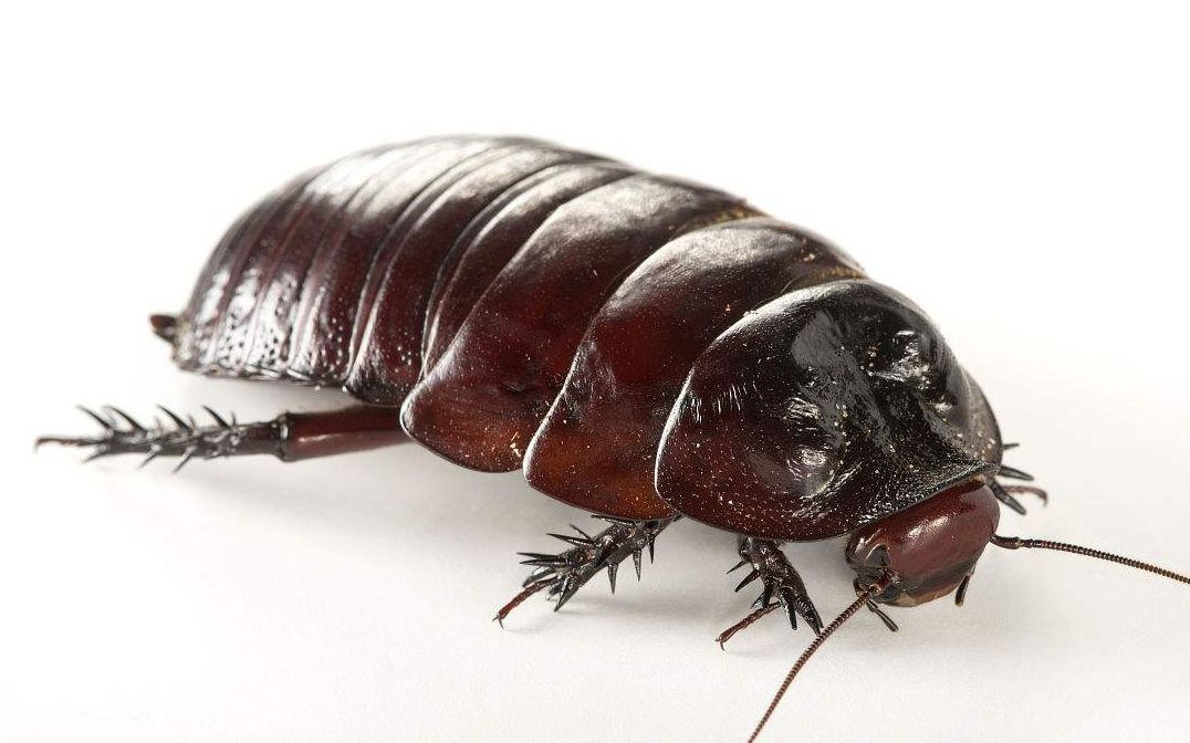 世界上最大的蟑螂,不仅可以当成宠物,还可以听得懂人话_哔哩哔哩_bili