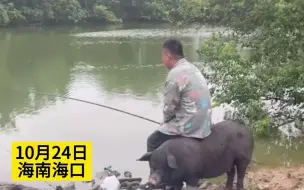 下载视频: 男子本来站着在钓鱼，黑猪主动过来当“板凳”。