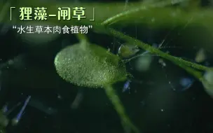 下载视频: 狸藻，又名闸草，水生草本肉食植物