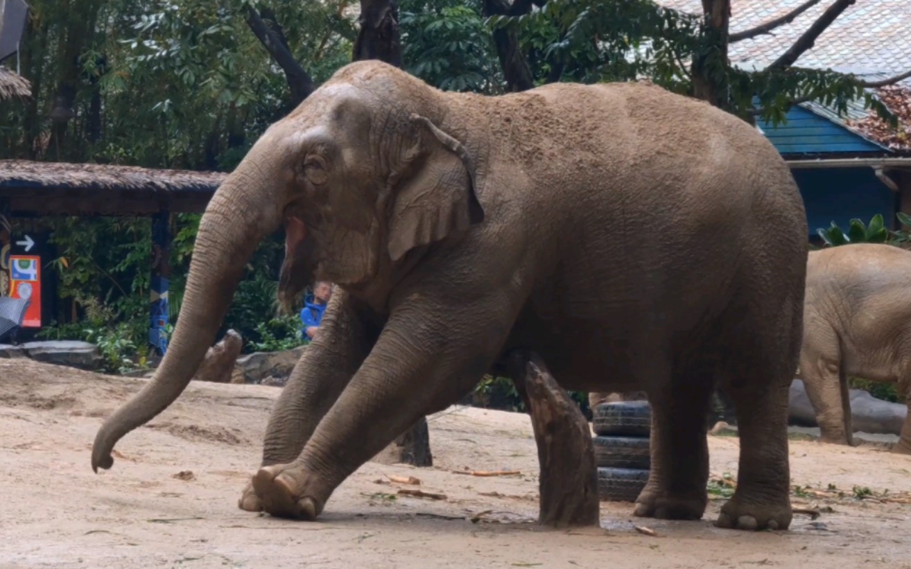 哈哈,大猪的伸懒腰,可爱哒