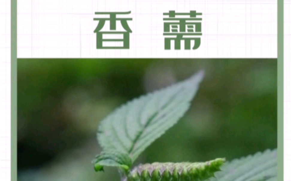 香薷:这种草被称为“夏月麻黄”,红楼梦里林黛玉曾用过它.哔哩哔哩bilibili