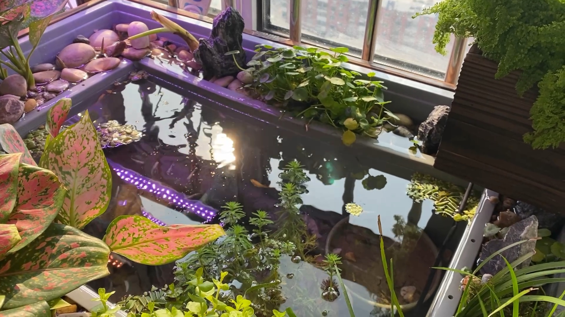 沼泽过滤##沼泽缸##青鳉##观背青鳉