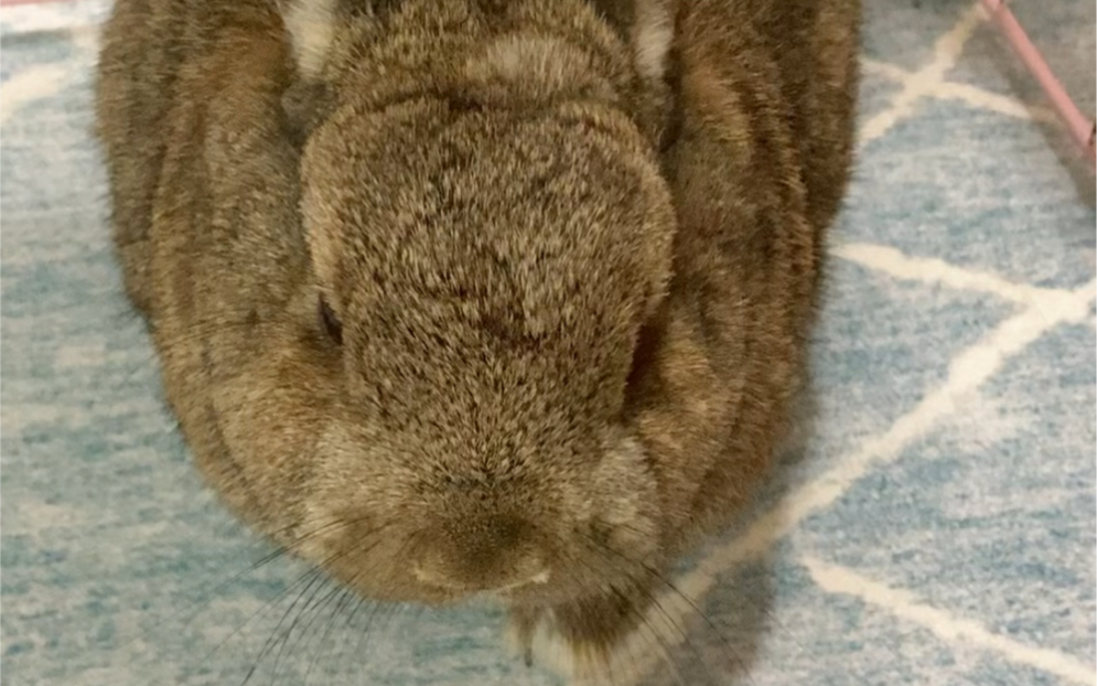 兔兔的小手手虽然没有肉垫,但是摸起来也很舒服