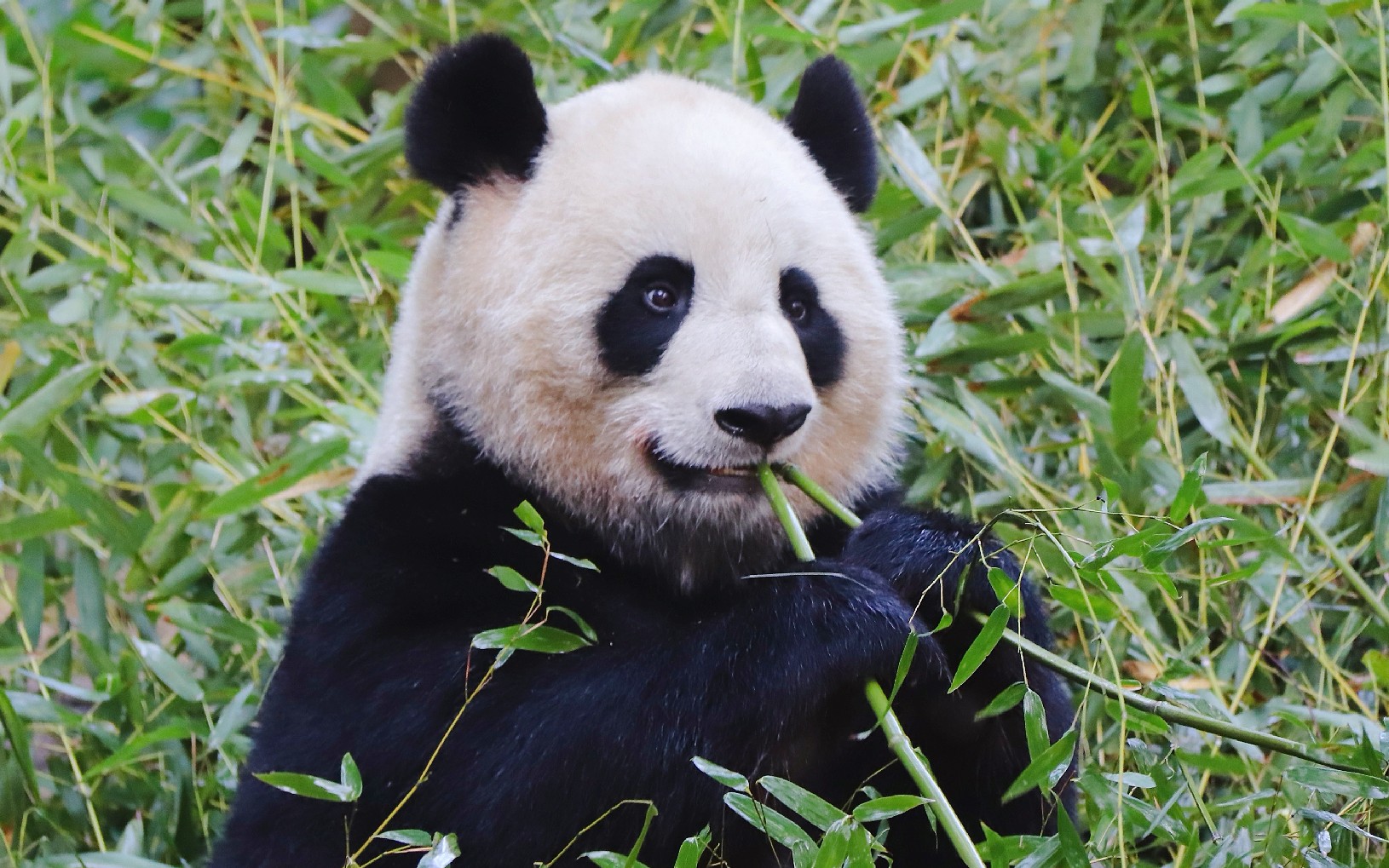 大熊猫大娇和囡囡这么像的一定是大娇老师