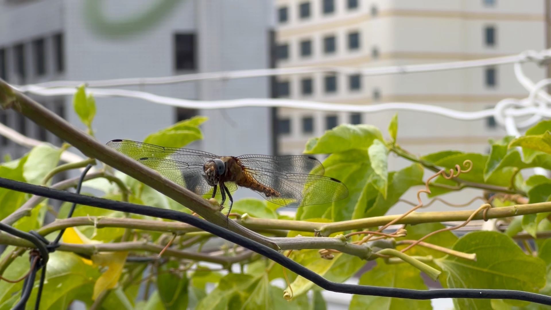 偶遇蜻蜓吃苍蝇