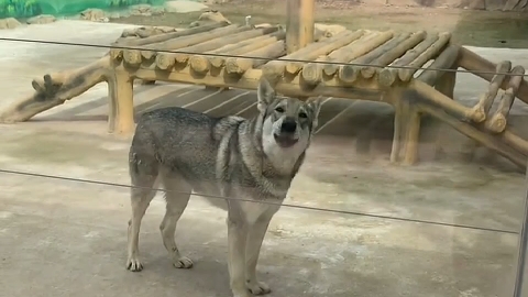 动物园里的那些山寨动物,一看吓一跳 #动物 #搞笑