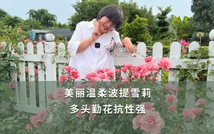 Télécharger la video: 【海妈植物推荐】温柔美丽波提雪莉 多头勤花抗性强