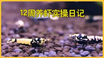 Download Video: 养虾日记 挑战一百天内养三缸观赏虾实在太有趣了#观赏虾 #水族