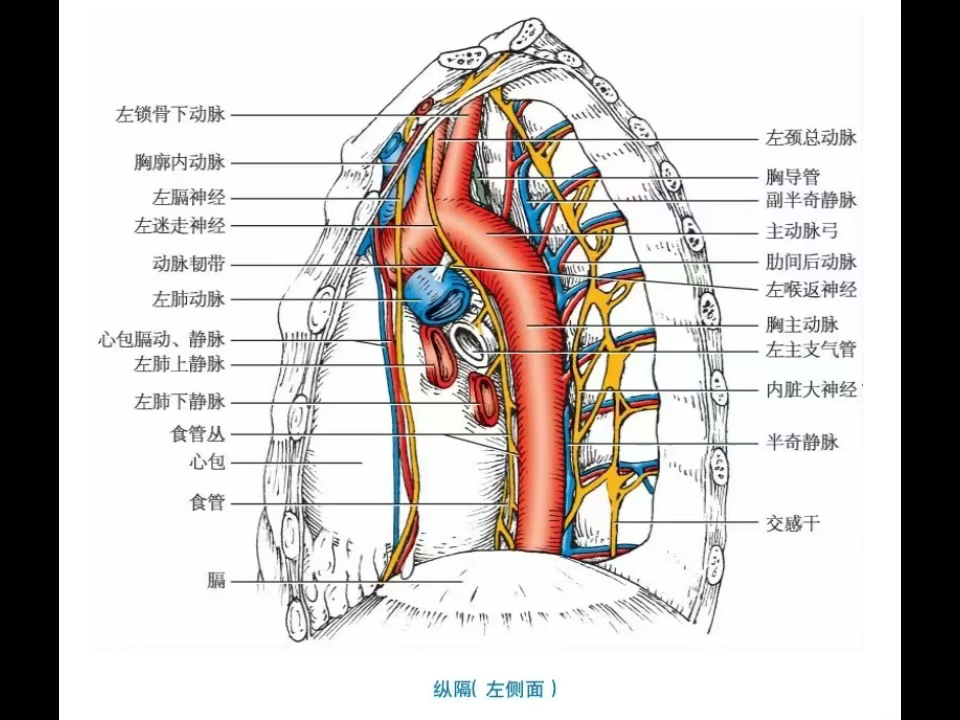 奇静脉弓下缘图片