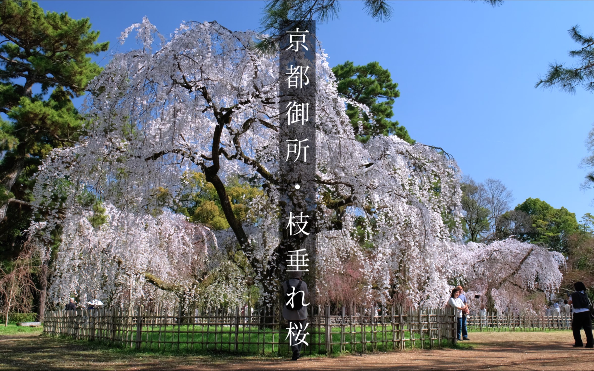 京都赏樱名所【京都御所枝垂樱】近卫の枝垂桜|出水の枝垂桜|日本的樱花季哔哩哔哩bilibili