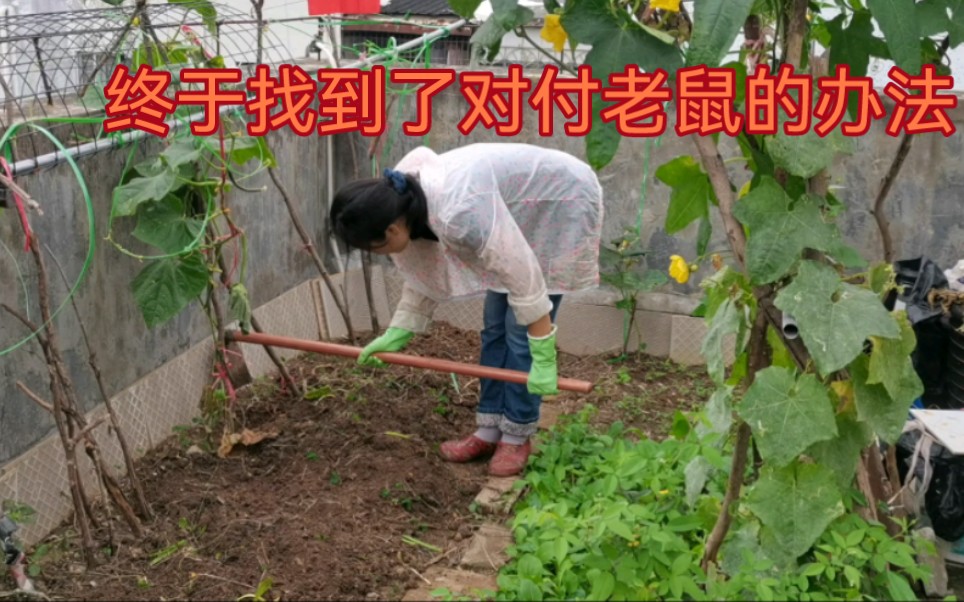 [图]终于找到了防鼠神器，菜园里又恢复了生机盎然，瓜果飘香