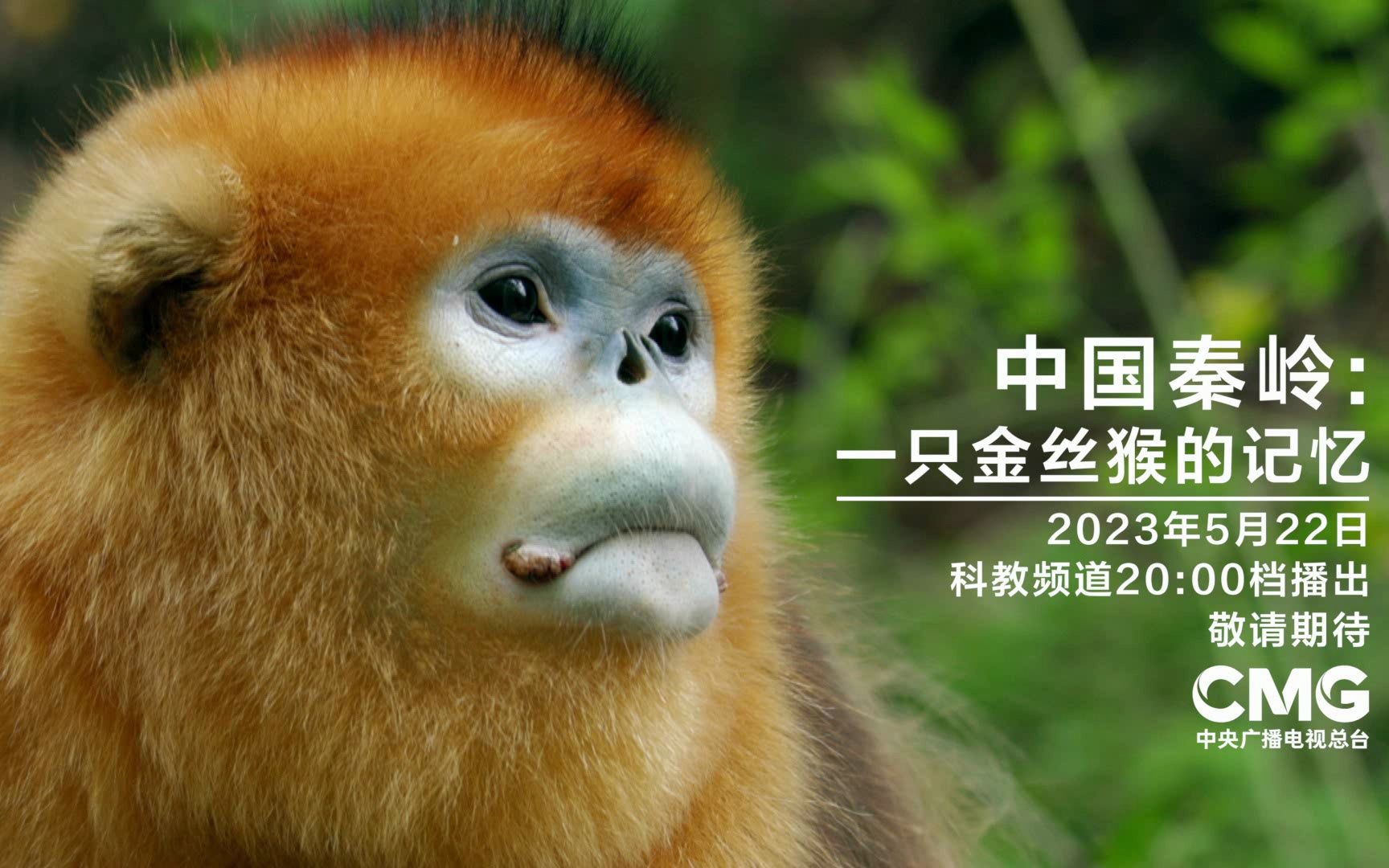 20:00档,中法合拍的自然生态纪录片《中国秦岭:一只金丝猴的记忆》!