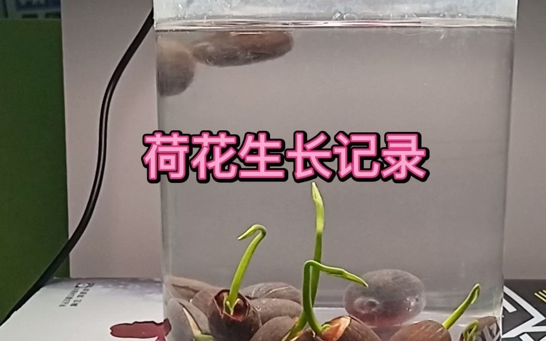 莲子破壳,荷花生长~哔哩哔哩bilibili