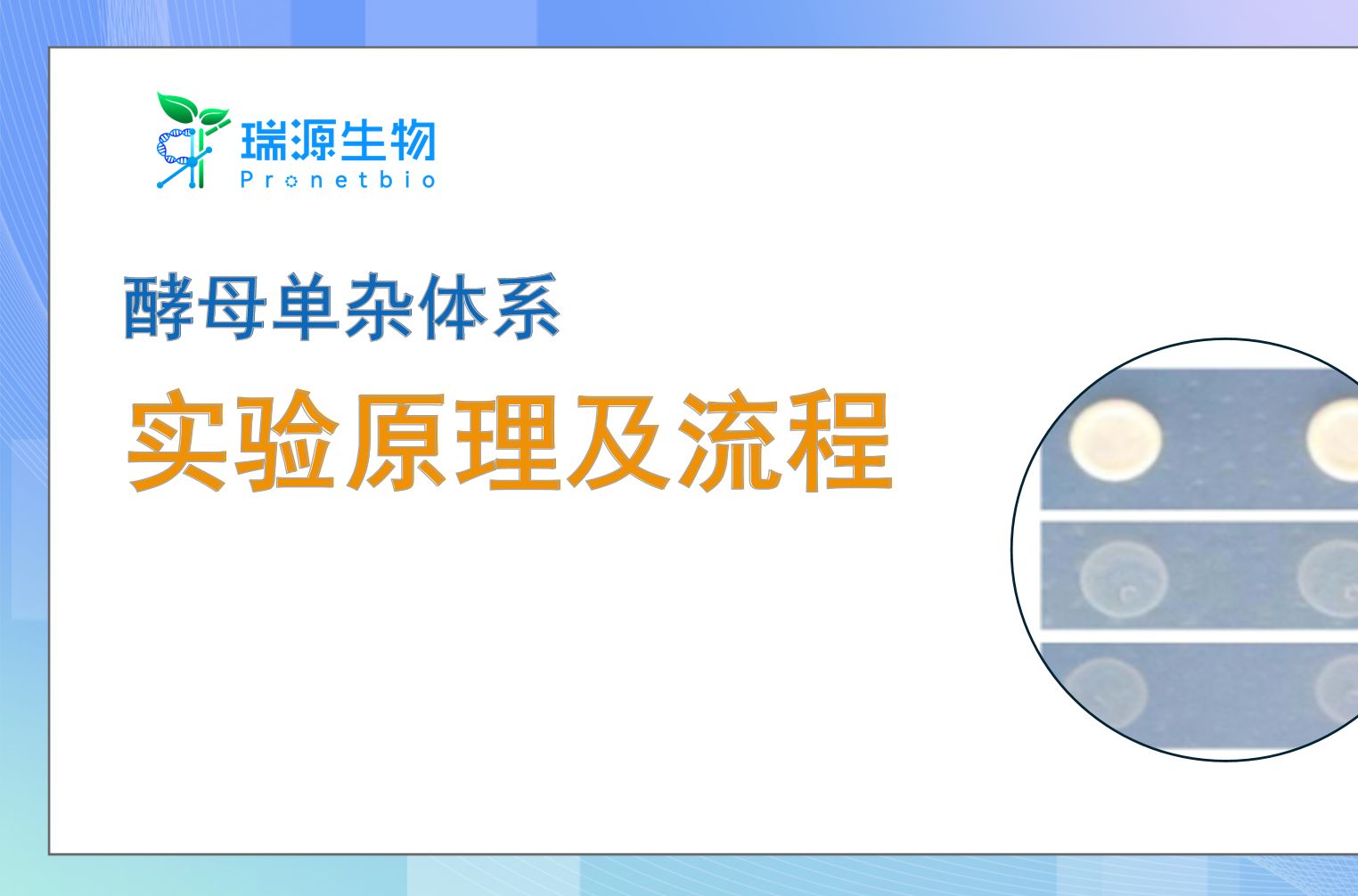 讲解酵母单杂交技术的实验原理与实验流程哔哩哔哩bilibili