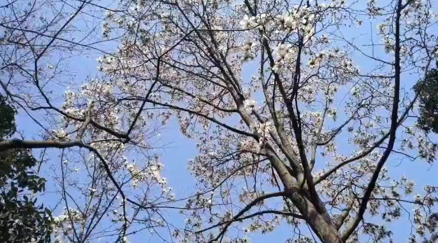 [图]绍兴沈园的花开了……