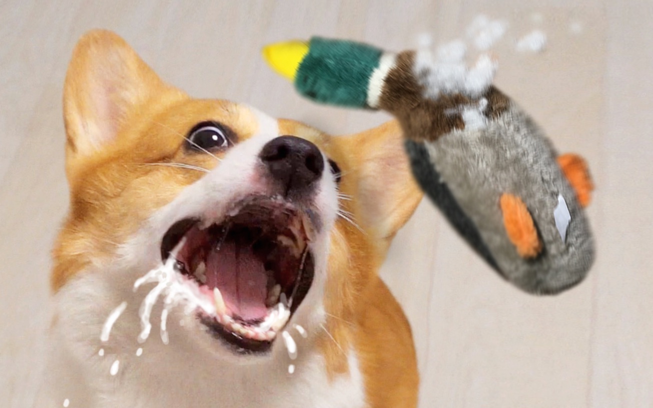 柯基咬坏1个玩具,就被变成太监!主人全程都在笑【小短腿duby】