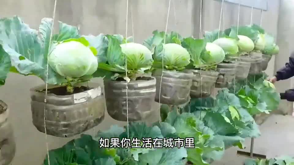 农村大叔用几个塑料瓶种植蔬菜,方法简单实用赶快学习起来吧!