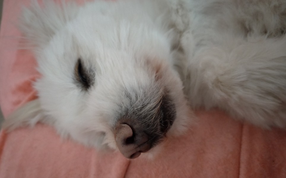 卑微狗子,在线吃草