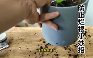 Tải video: 植物积水烂根不长根的往这看，一个方法全解决，简单有效