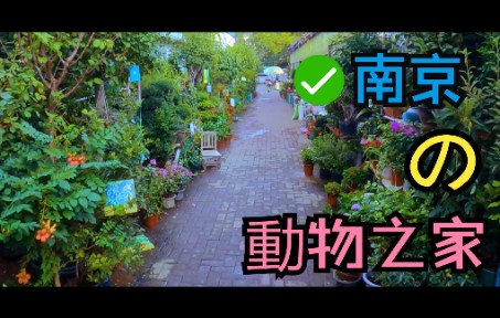 动物の家 |南京夫子庙花鸟鱼虫市场哔哩哔哩bilibili