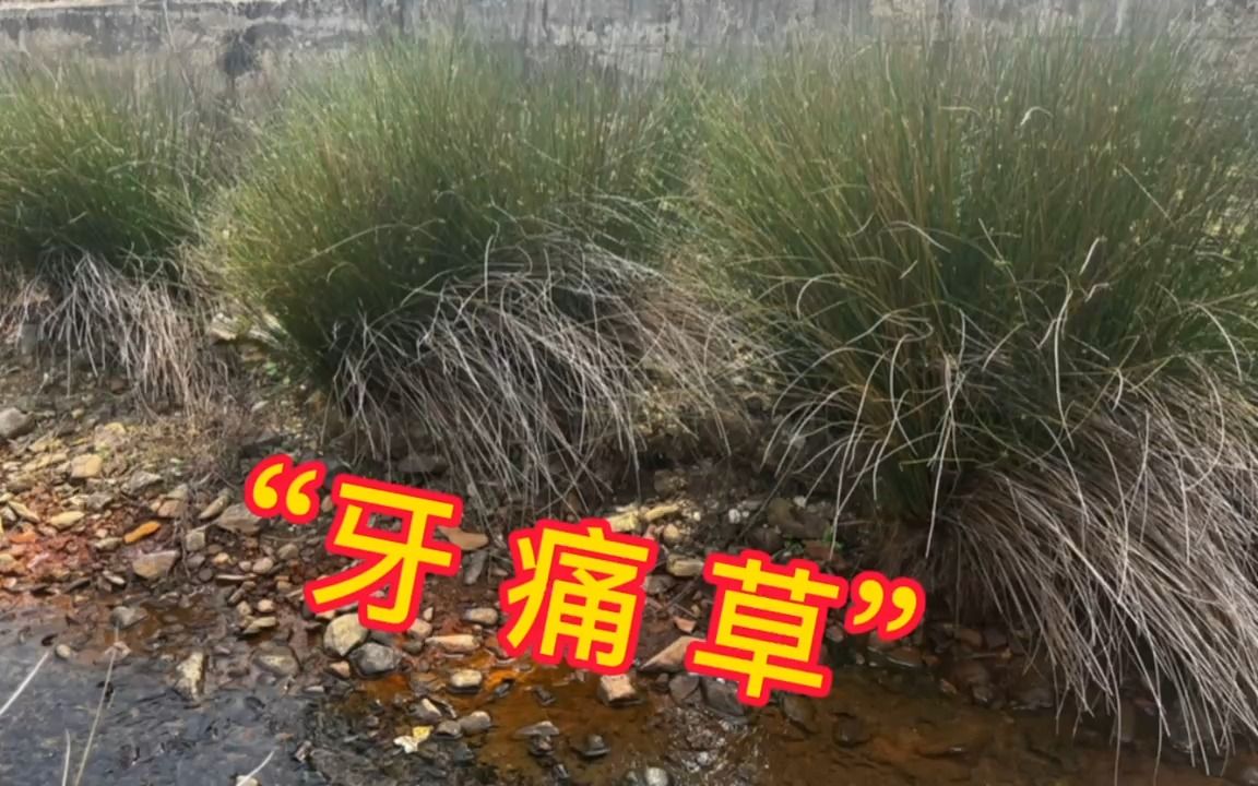 农村不起眼的"牙痛草,它的用途外地人都不了解,赶紧认识一下