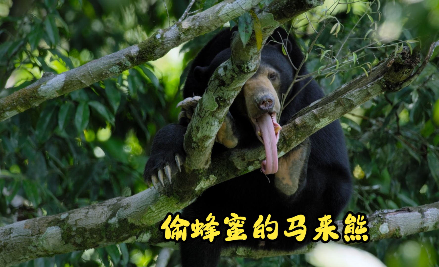 偷蜂蜜的马来熊