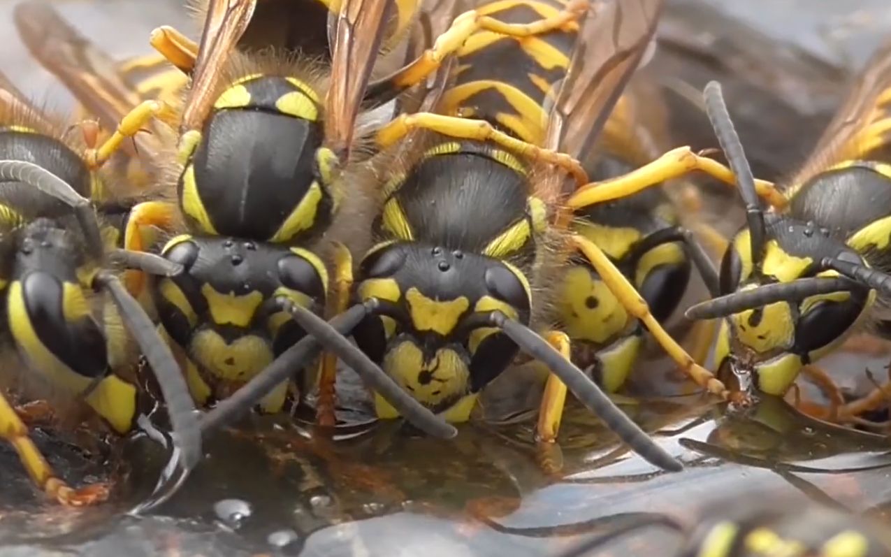 马蜂群正在吃蜂蜜,突然来了大黄蜂,场面一度很惨烈_哔哩哔哩_bilibili