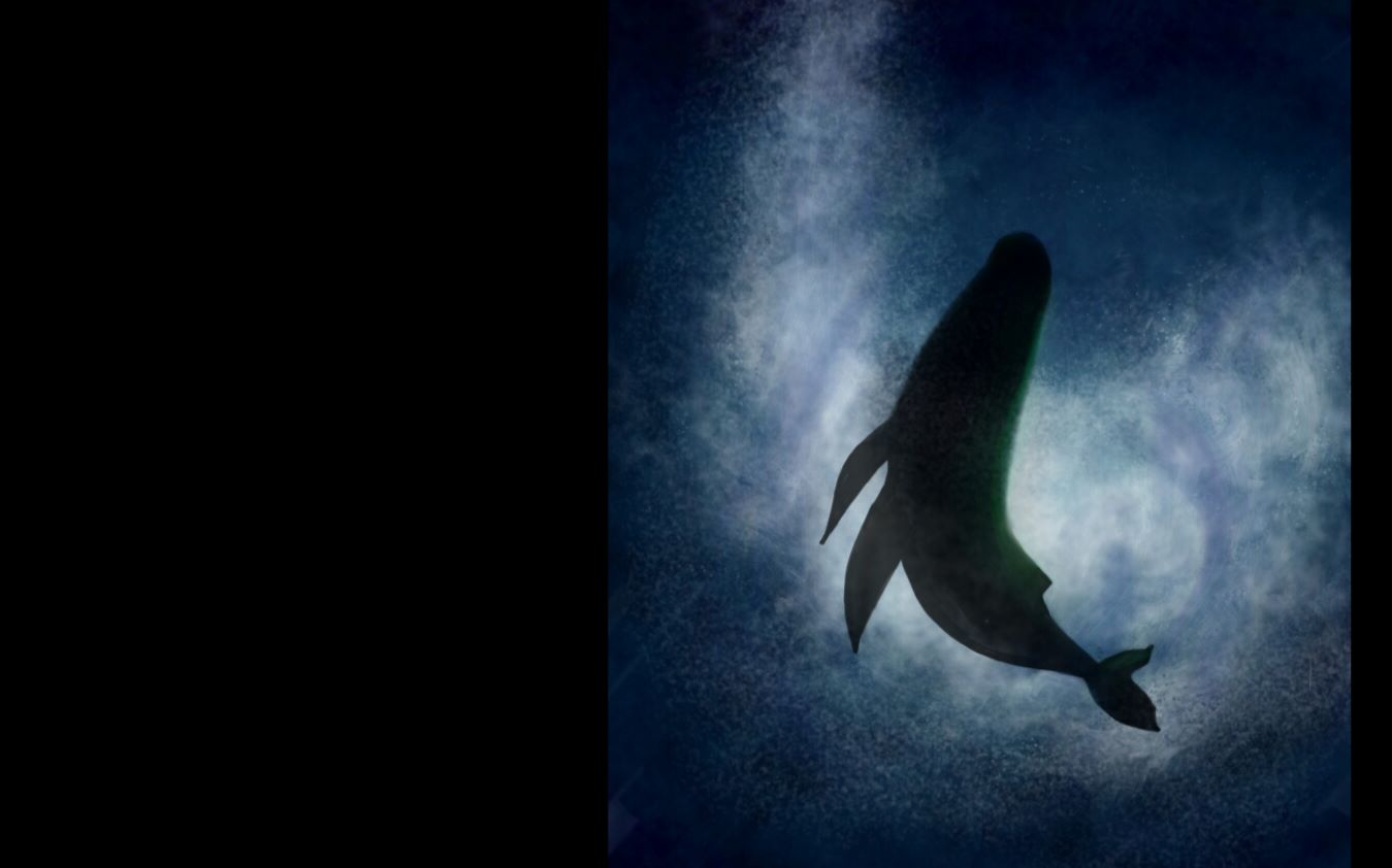 纯音鲸落成岛让鲸鱼陪你入眠