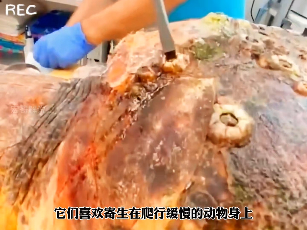 清理大海龟身上的藤壶,过程实在太解压了#藤壶清理 #拯救海龟 #海洋