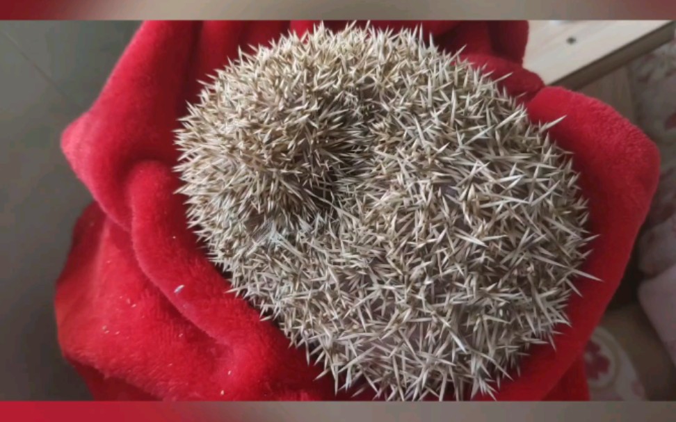 【非洲迷你刺猬】用百分两百的耐心哄好一只炸毛的刺猬