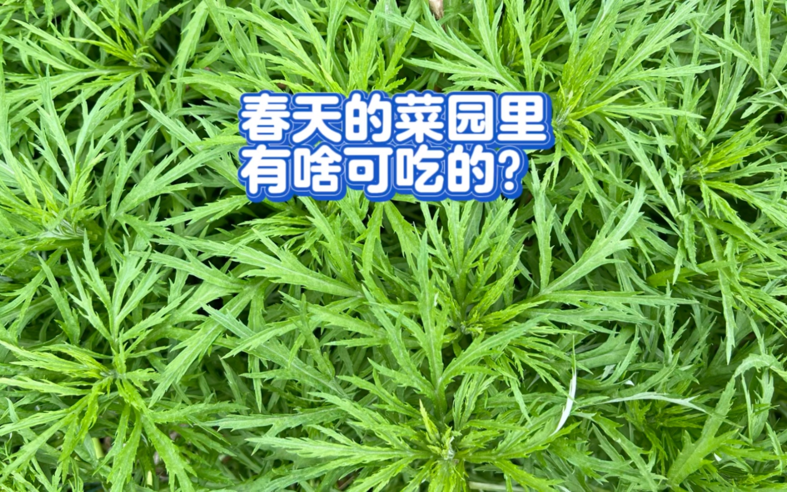 春天的菜园里,有啥可吃的?哔哩哔哩bilibili