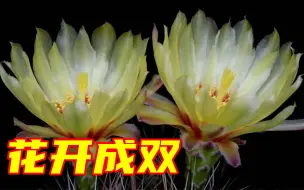 Download Video: 来接好运！23个花开成双的瞬间