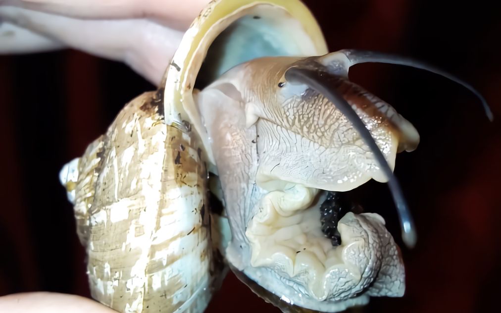 古生物歪果仁养的一只硕大的环口螺