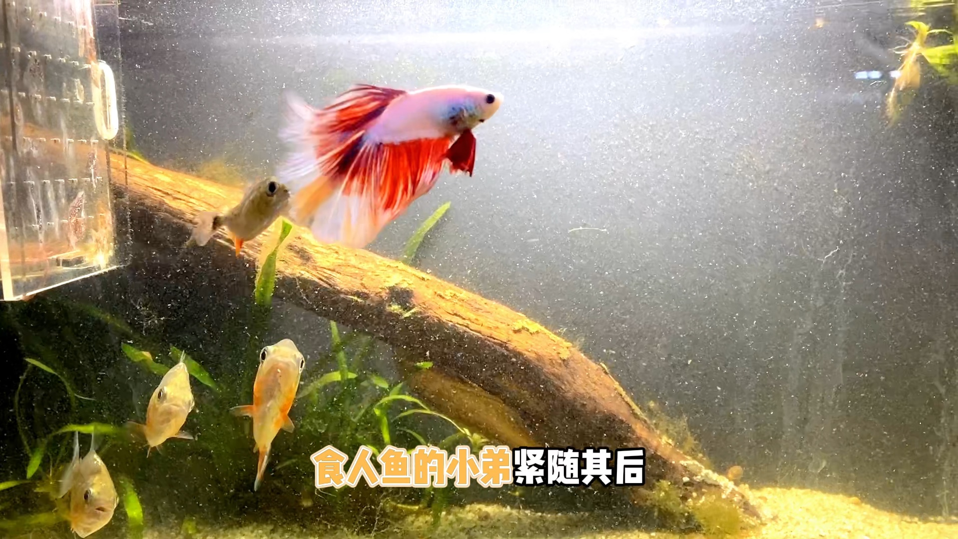 当丑陋的食人鱼遇到帅气的泰国斗鱼,嫉妒心让他们更加邪恶#亚马逊猛鱼