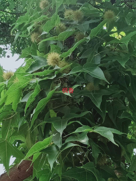 枫香的干燥成熟果序为中药路路通,祛风通络,利水除湿,其在民间常作为