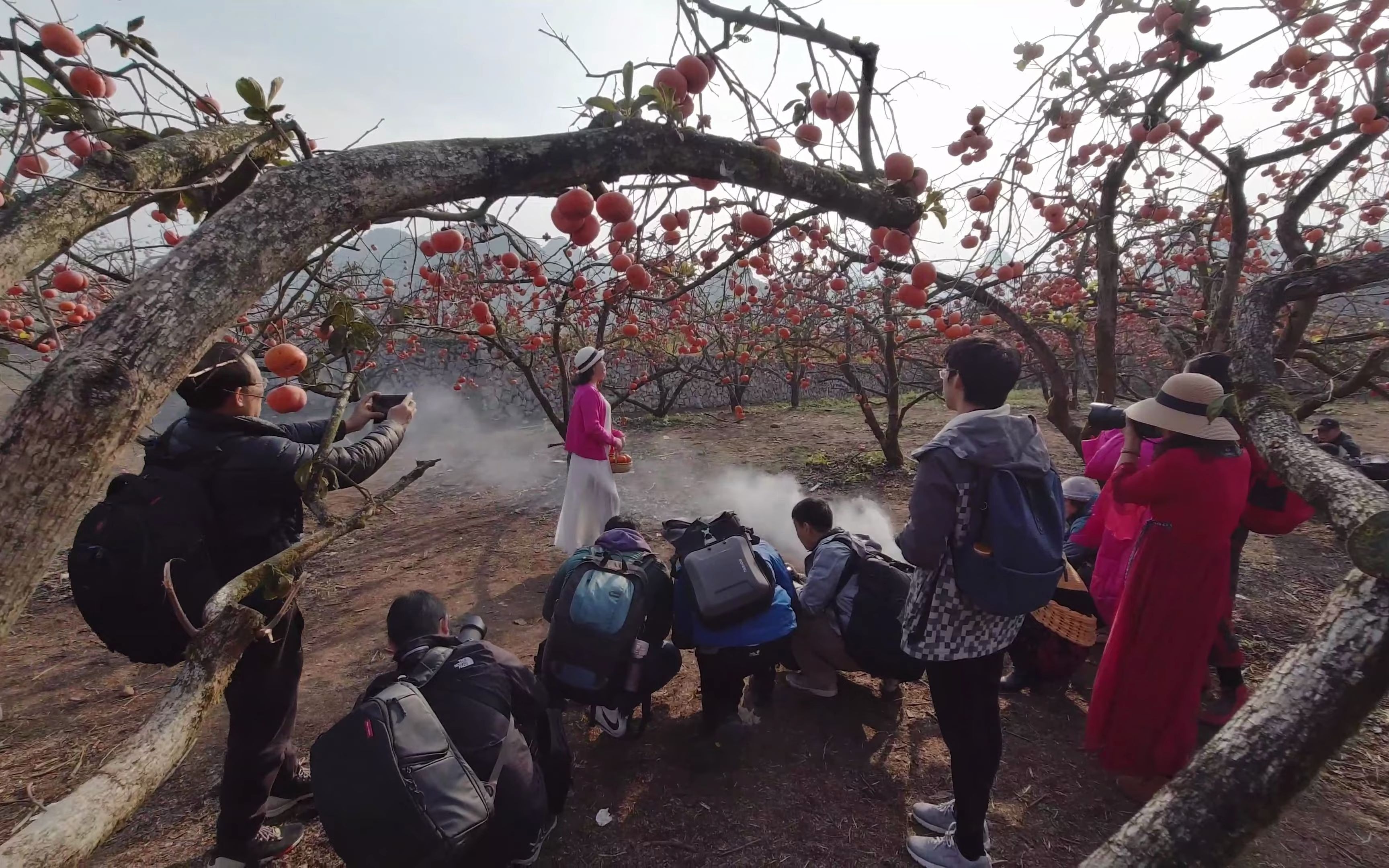 [图]参加了个摄影团 广西游 恭城柿子 阳朔漓江鱼鹰渔火 相公山日出 田心村状元桥农夫牵牛