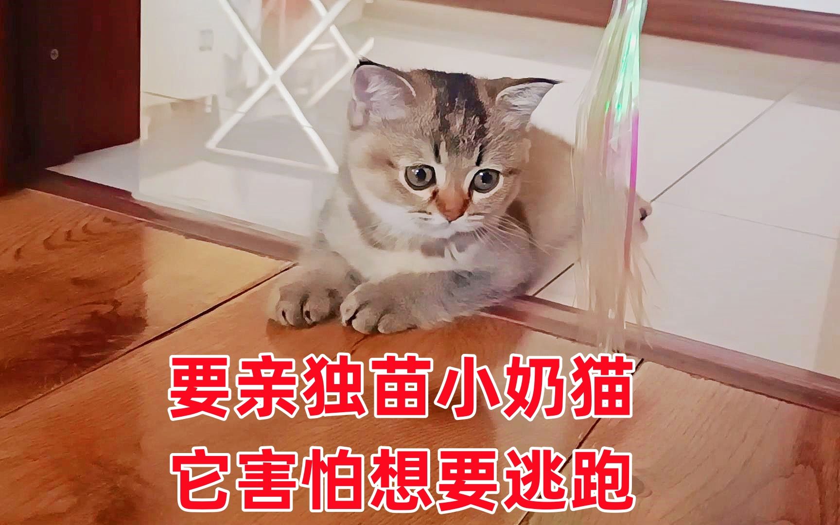 独苗小奶猫玩得好可爱,主人忍不住想亲它,它的反应真好玩哔哩哔哩bilibili