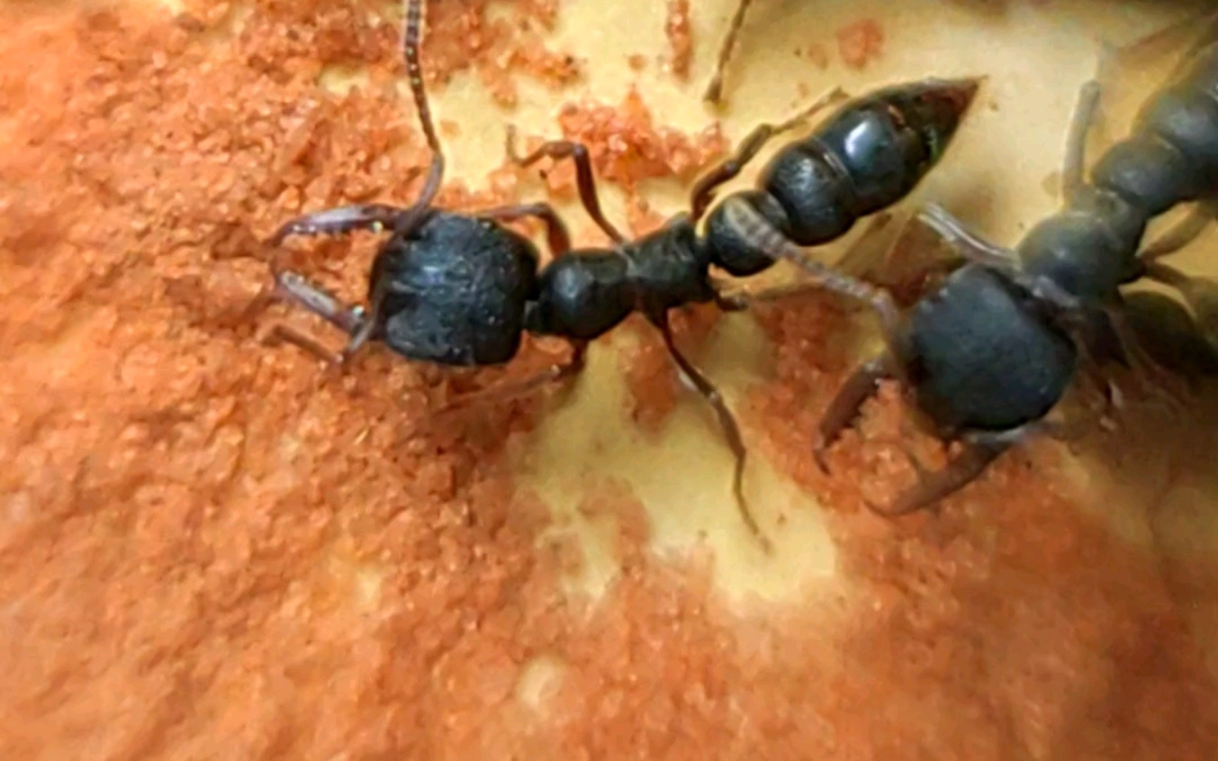 贝利点猛蚁 stigmatomma bellii