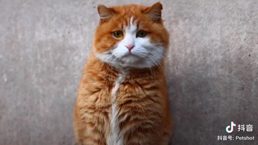 带着痛苦面具的猫_哔哩哔哩_bilibili