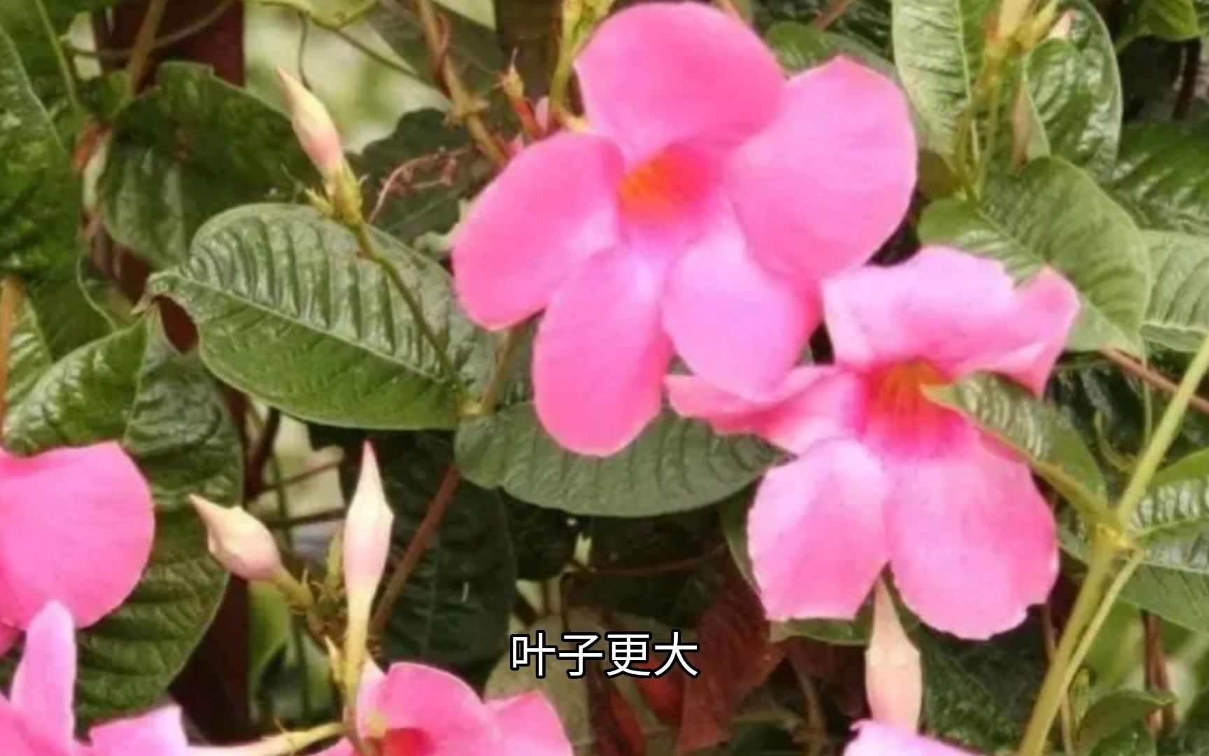 [图]飘香藤和红蝉花哪个好？同科植物区别不大，养殖得好，都很优秀