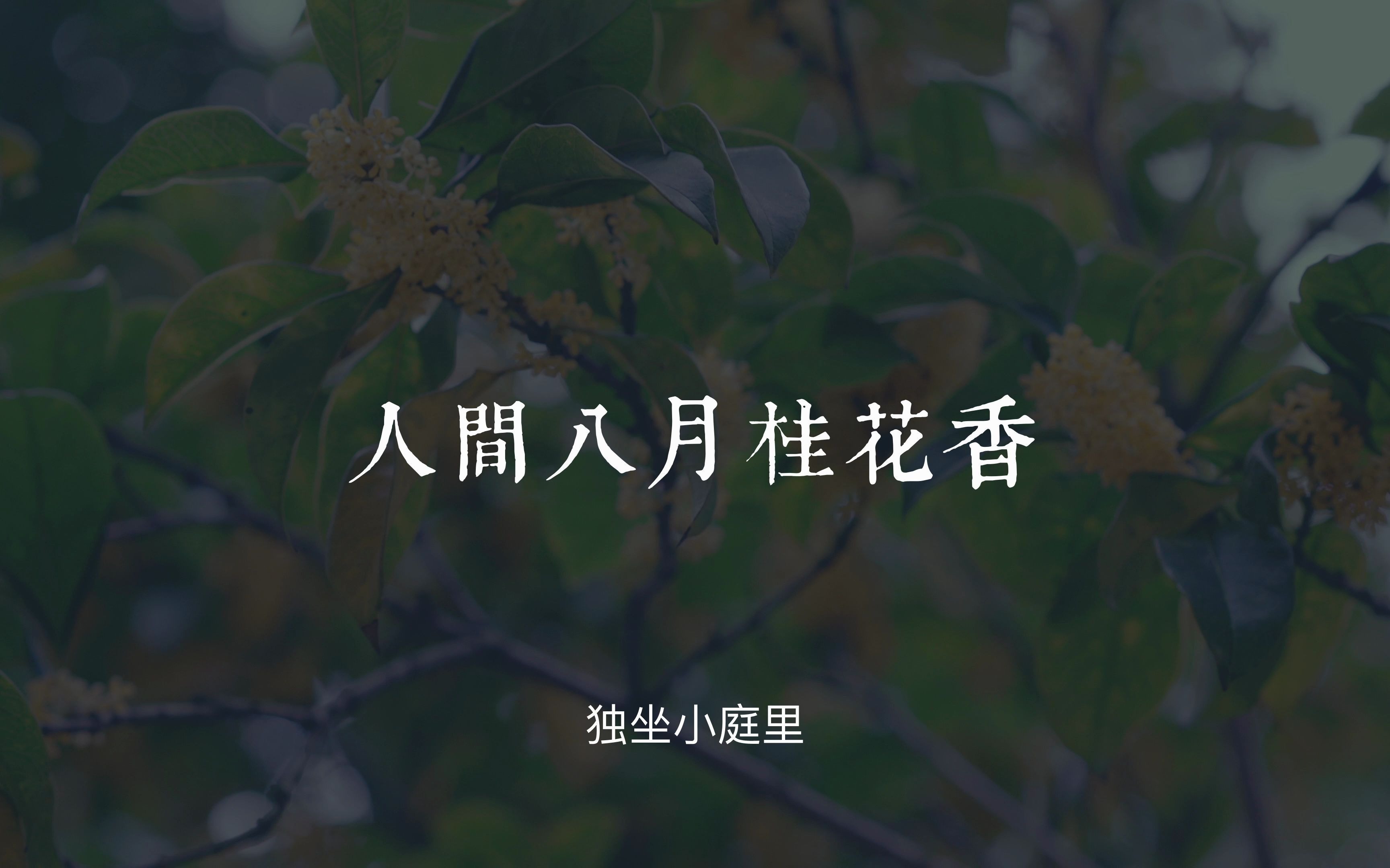 【八月人间桂花香】独坐小庭里,风送桂花香,自制桂花蜜浆.哔哩哔哩bilibili