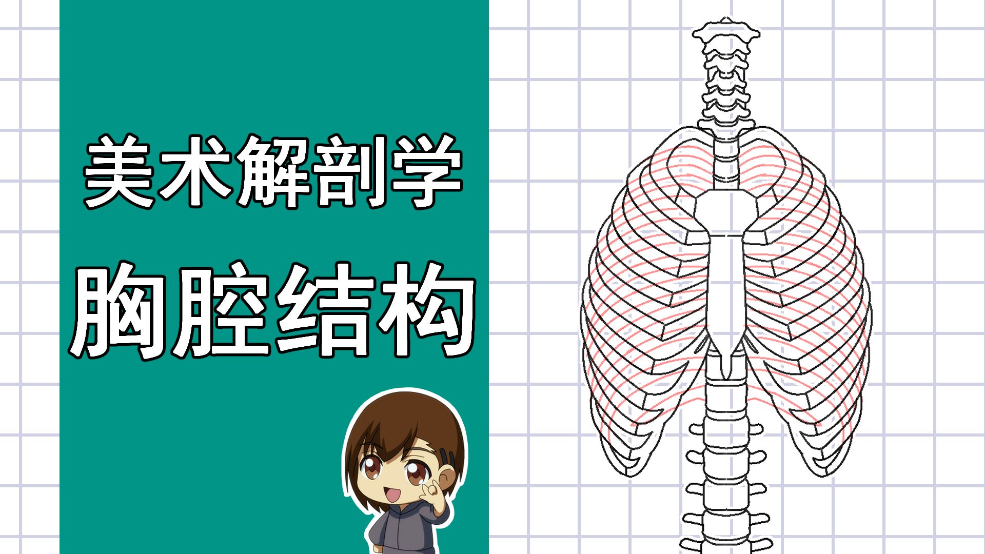 美术解剖学-36-胸腔结构