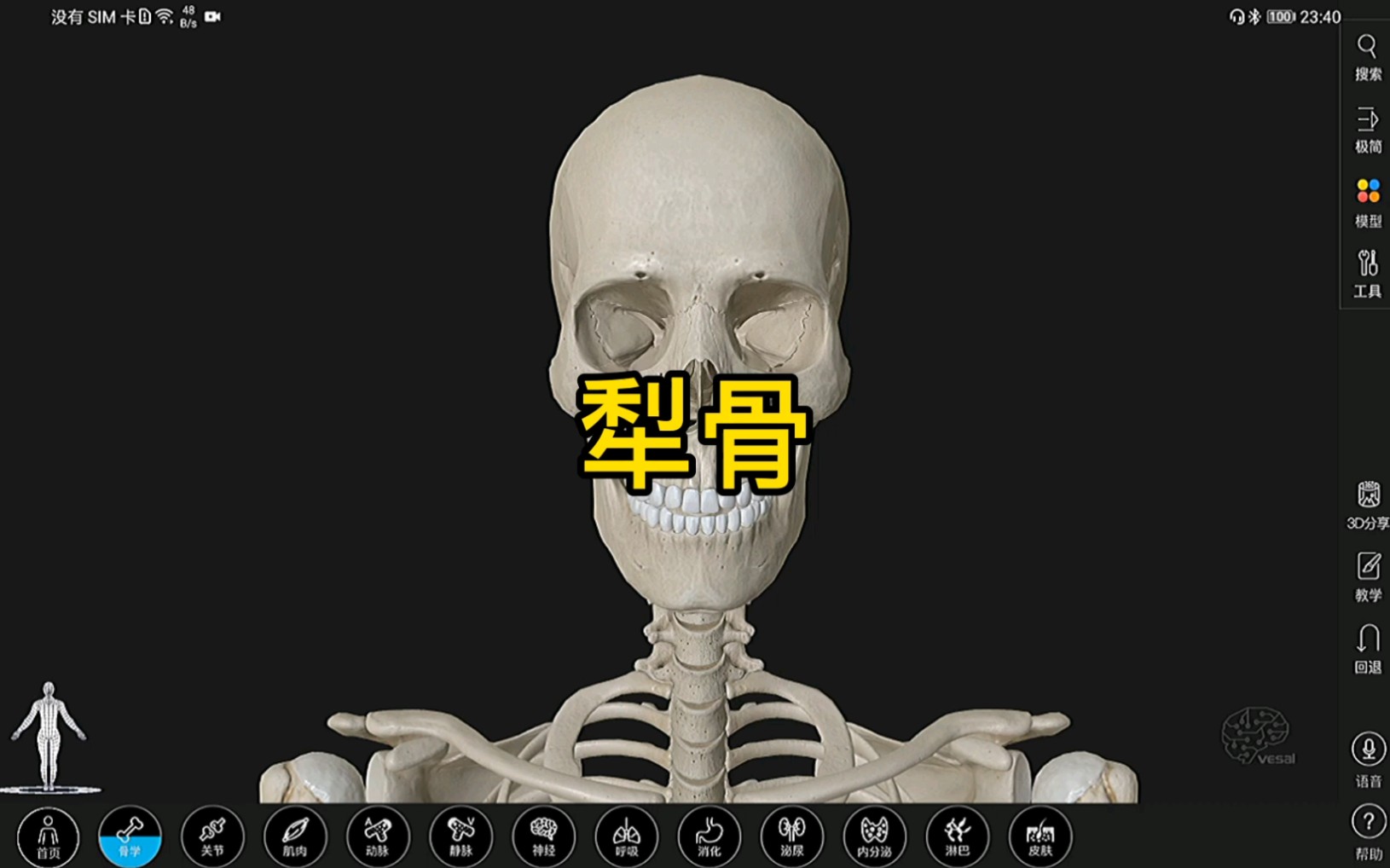 [图]犁骨的3D解剖