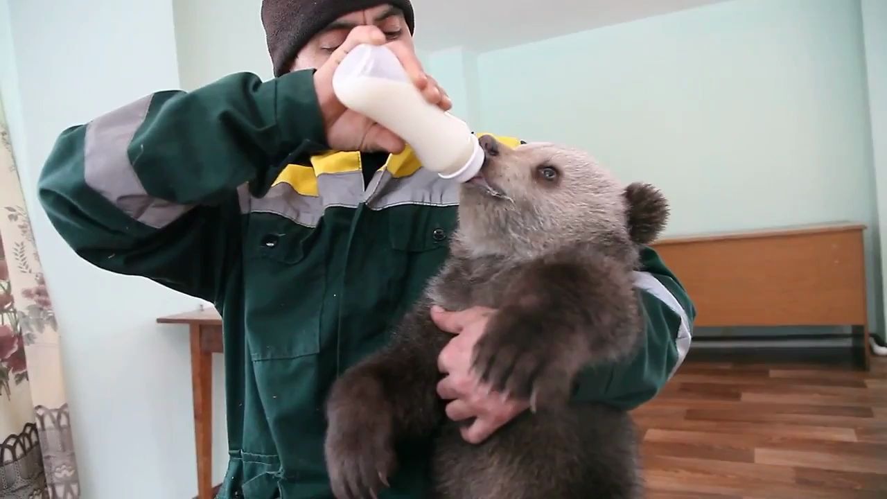 【小熊】好想当男妈妈 喂小熊喝奶