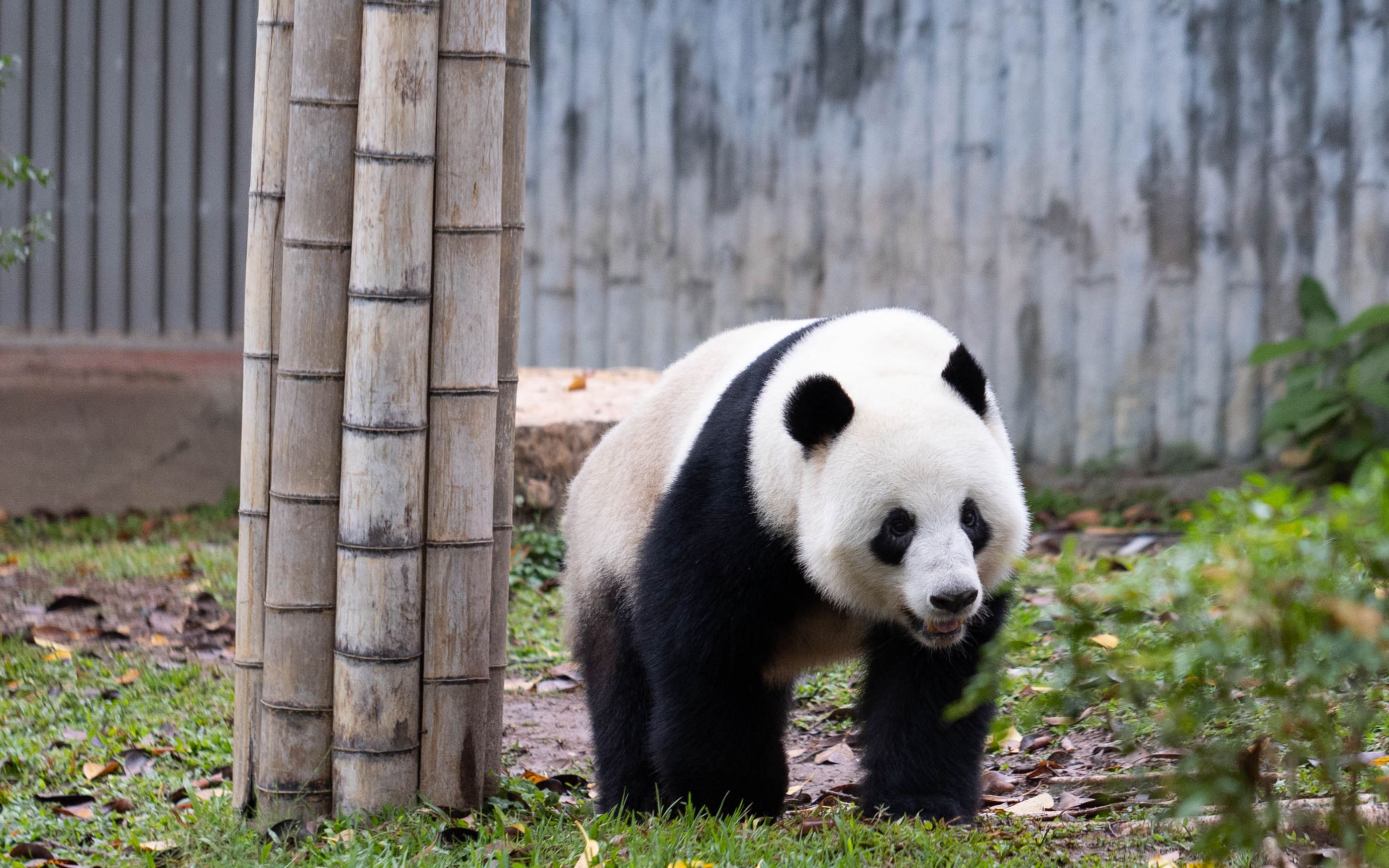 广州动物园大熊猫 r6视频直出测试