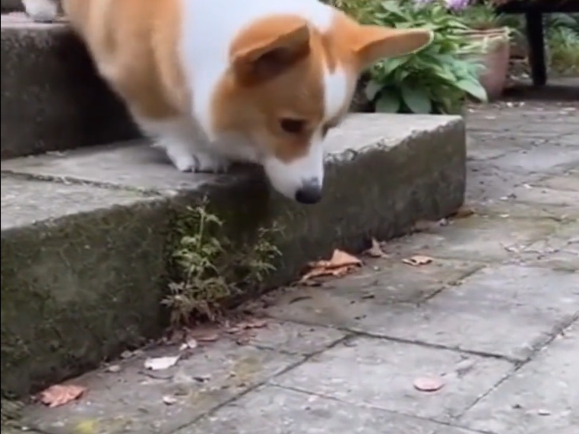 柯基：我先躺下！这样大家就都不尴尬了！