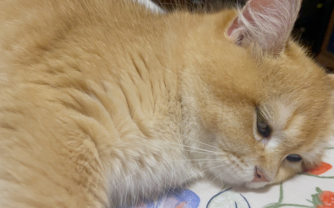 小懒猫:我眼睛睁开但并没有醒